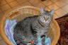 Tunsis (Grandma & Grandpa Ivey's cat)