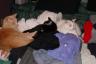 The cats are enjoying warm laundry