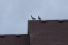 We saw a pair of ducks on the neighbor's roof behind us.  