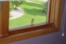 the finch who loves our windows
