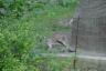 a kangaroo