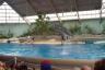 We saw a dolphin show at the zoo