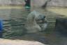 the baby polar bear