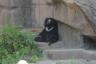 A Sloth bear