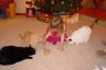 Julia is giving a treat to the cats