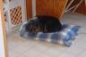 She has really grown - almost too big for this bed now!