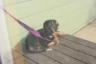 Mommy and Miley went on a walk but she didn't want to come in!