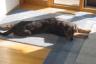basking in the sun