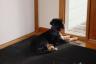 Miley likes looking out the front windows at the dog across the street