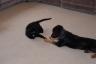 Awww they are shaking paws 