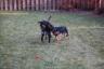 More play time (Miley is trying to eat Maggie's ear)