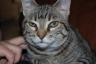 Grandma's cat Tunsis likes to drool