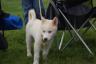 London's new puppy, Kya
