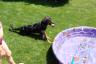 She jumping in to get her ball too
