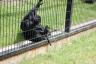 the baby monkey