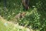 the baby wolf at our zoo