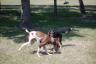 They kept getting tangled but they sure had fun!
