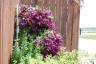 Grandma's pretty flowers