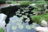 Julia really wanted a lily pad to take home