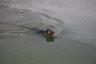 Miley swam out to get her toy