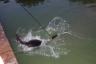 SPLASH - Miley's first time in a lake
