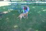 Callie playing with their new puppy, Izzy