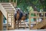 the new ramps and bridges for the goats
