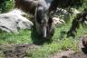 Our anteater