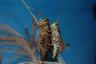 The loving grasshoppers