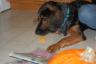 Miley loved all the cut out parts of the pumpkin -yummy! 