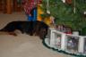 Miley likes to hide her bones under the tree