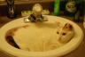 Shelby can fit in our sink again!