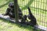 the new baby monkey and his brother at our zoo