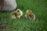 baby geese at the Sioux Falls zoo