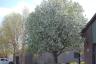 Our tree in bloom
