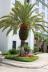 Callie by the palm tree