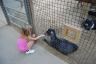 the zoo was so busy that the goats were actually getting full!