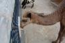 the baby camel