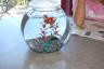 Rainbow, our beta fish
