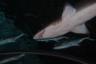 There is the shark swimming above me while I was laying down
