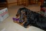 MIley got a toy too!