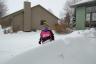 Huge drifts - yesterday my bushes were not even covered at all!