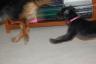 And Miley took it back so Bella is chasing her!