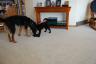Bella checking out Miley's toy