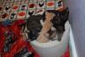 Here are five of the cute foster kittens!