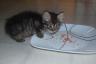 One of our cute foster kitties - the girls called him Charlie
