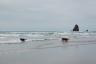 They were many dogs out enjoying themselves!