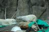 This polar bear paced backwards!