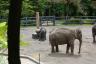 They had a cute baby elephant!