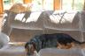 Skittles and Miley enjoying the sun